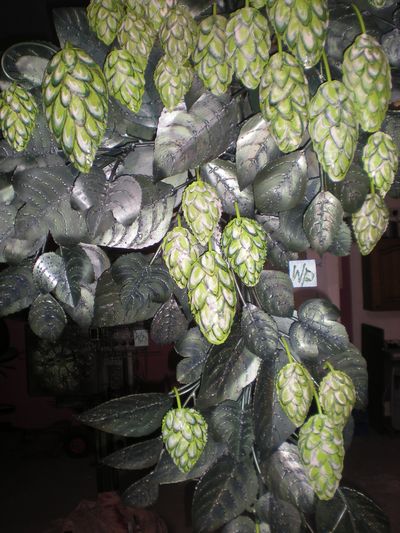 Hops Wall Mural