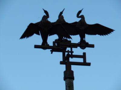 Three Cormorants