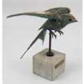 Bronze Swallow