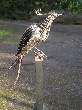 Bird on Plinth